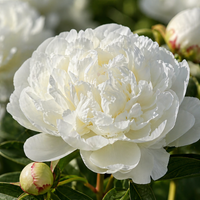 Peonía Blanca